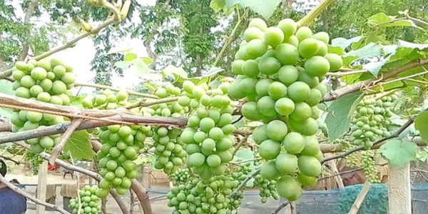 আঙ্গুর চাষে মুজিবনগরে এক দম্পতির সাফল্য